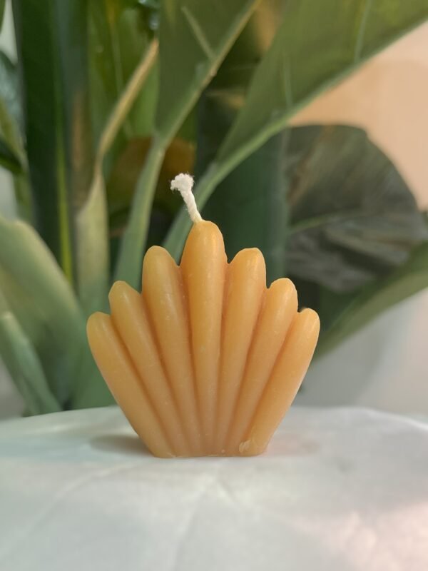 Big shell Mold Candle - MCTFnC